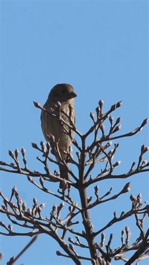 So amazing House Sparrow Singing early morning | Animal World