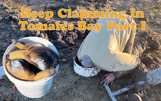 Tomales Bay Gaper Clamming - The Lost Anchovy