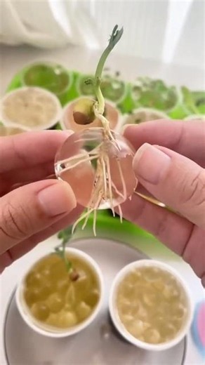 Tanaman bisa tumbuh tanpa tanah