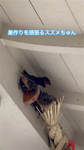 巣作りをしてるスズメちゅん
