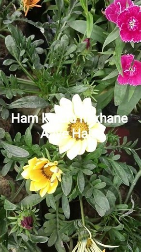 Ham khana hi khane Aaye Hain #funny #comedy #viralshort #viral #plant #garden
