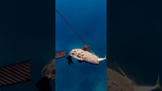 Giant grouper steels my fish!😠