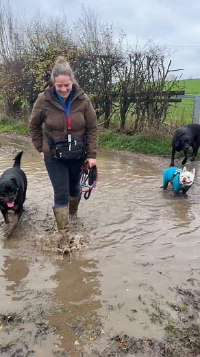 Mum says the dogs love me so much because I’m as daft as them! I don’t know what she means do you? 🤷‍♀️🤣🤣🐾💕 | K9 Adventures Dog Walking, Training & Pet Services