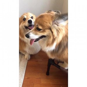 Corgi fight - stumps so short, chests and heads bump first 🤣🥊 With my cousin @porkchop.thefluffycorgi | Moogle the Fluffy Corgi