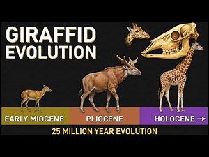 All Giraffe Species: Living & Extinct | Size Comparison from Smallest to Tallest (25 Million Years)