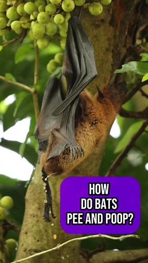 How Do Bats Pee And Poop? #bats #guano #pee #poop