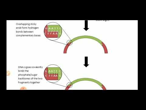 Blunt end ligation (Joining of DNA )