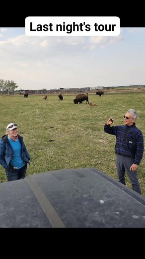 Big D Bison on Reels