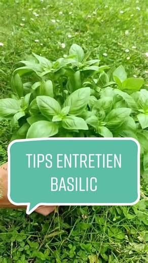 Conseils pour Cultiver le Basilic en Pot