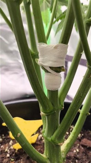 Haupttrieb Gespalten | Spider Farmer Setup #shorts #gardeningtips #pflanzen