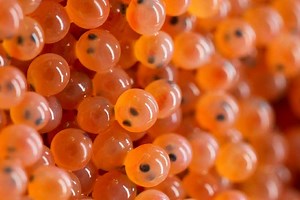 Genetics Expertise could Transform Fish Production | Marine Science