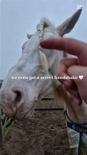 secret handshake