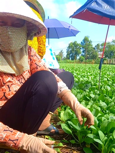 Lúa non: nhìn cảnh cải đẹp giá rẻ và phản ứng vui nhộn