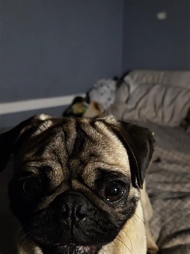 muffin is pretty tuff #fyp #gd #pug #muffin | skeletal shenanigans bossfight accuracy
