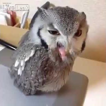 Owl screams like a human: Owlful song