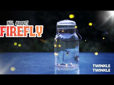 A Tiny Light with a Big Story ✨ | The Life of a Firefly(Sing&Learn)