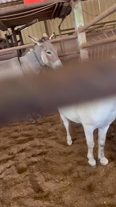 842K views · 7K reactions | Mess! Ways to donate: PayPal:...