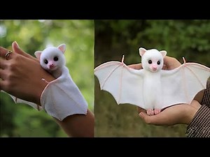 10 ANIMALI RARI CHE PUOI ADOTTARE !