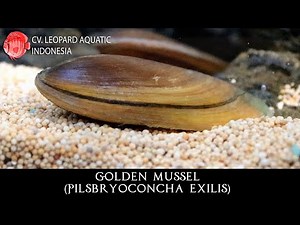 Pilsbryoconcha exilis THE SINCERE Golden Mussel. (Leopard Aquatic W041A)