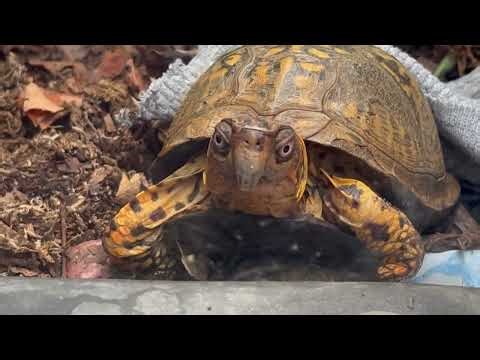 Sparky My Box Turtle-Living With Bugs