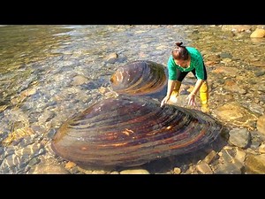 Digging out a century old clam from fresh water, the pearls inside the clam pile up like a mountain