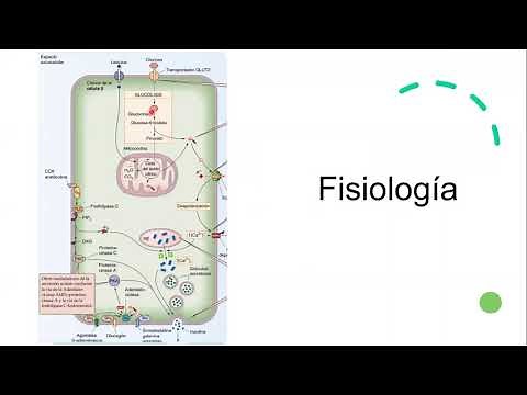 Efecto incretina | Incretin effect: GLP-1, GIP, DPP4