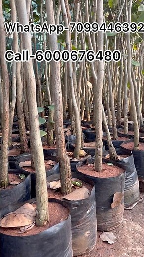 Lal Chandan tree 🌱. red sandalwood farming #pushpa2 #chandan #redsandalwood