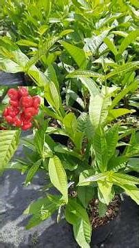 Chrysanthemum Plum Tree (Prunus mume) from seed | 0386569374 - Ngoc Ngan, Ben Tre | Specializing ...