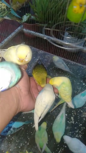 Nordisk hygge med undulater 🕯️🪽 #undulat #fuglehygge #roligstemning