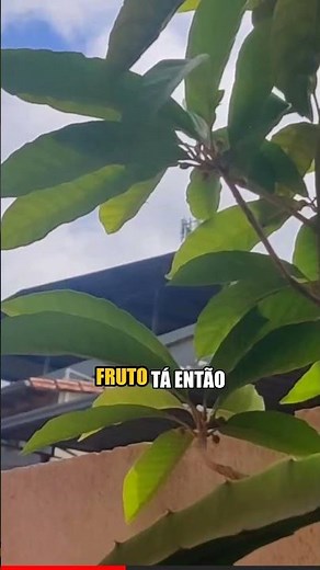 How to Easily Grow Organic Canistel in a Pot: The Secret Revealed! (Part 4) #shorts