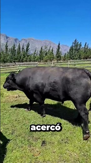 Bulls about to fight…