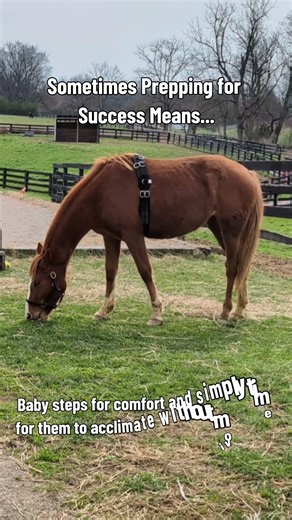 We prioritize comfort and emotional readiness for training over here!