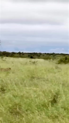 #wildifeanimals #AnimalLife #wildife | animals