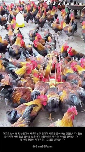 대규모 닭 사육 관리 작업 현장 #farming #farmlife #livestock #poultry #rooster