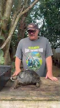 ID1846 12 1/2" Aldabra tortoise Vaulted scute and a nice high Dome shell Super Smooth Exceptional