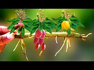 Mango Branch Cutting With New Technique