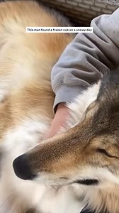 152K views · 5.2K reactions | Found a baby wolf in the snow 梁#animals #animalrescue #rescue #animalsoftiktok #fyp | Beautiful Dogs Love | Facebook