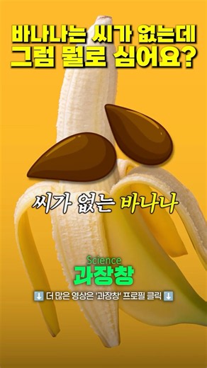 바나나는 씨가 없는데 그럼 뭘로 심어요? #shorts