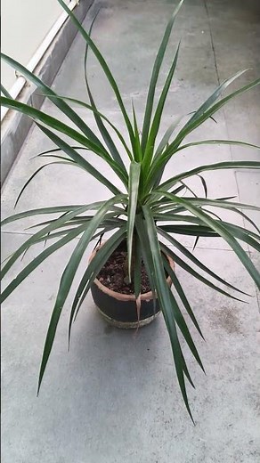 windmill palm tree care#plants