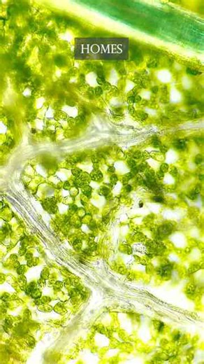 Carefully Look At This Leaf Under A Microscope!