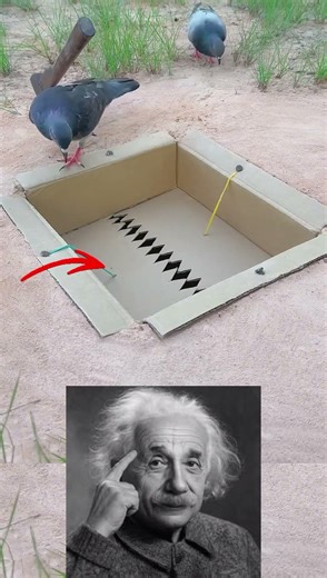 You Won’t Believe This Hidden Bird Trap Actually Works 😳