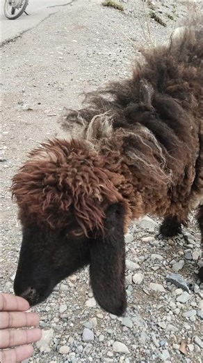 Sound of a Sheep | Cry of a Sheep | Sheep Voice 🐑🔊#sheepsound#sheepvoice#sheepcry#animalsounds#farml