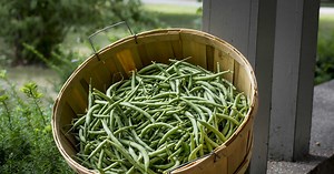 Pourquoi vous ne devriez pas rincer les haricots verts à l'eau froide