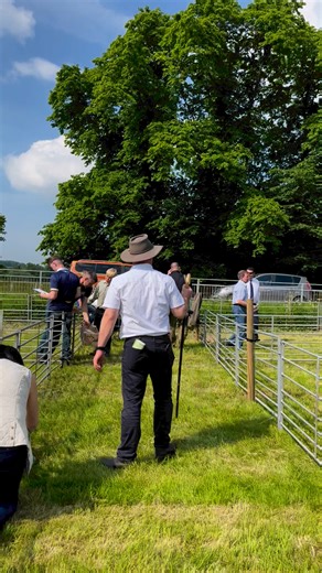 Sheep judging well underway at Newmilns Show ☀️☀️☀️ | The Scottish Farmer