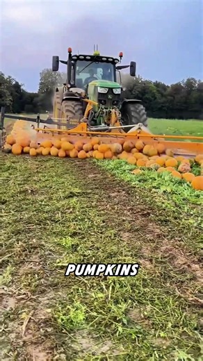 Pumpkin Harvester: 100x Faster Than Humans!