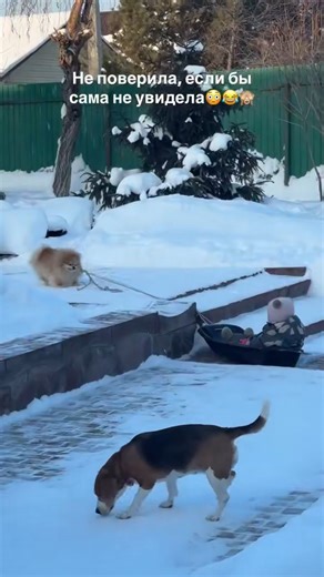 САНКТ-ПЕТЕРБУРГ ➖ПИТЕР ➖СПБ | Мы явно не все о них знаем😂😂🙈 Автор видео и текста: @spitz_band #санктпетербург #впитережить #отдыхспб #шпицспб #видеоспб | Instagram