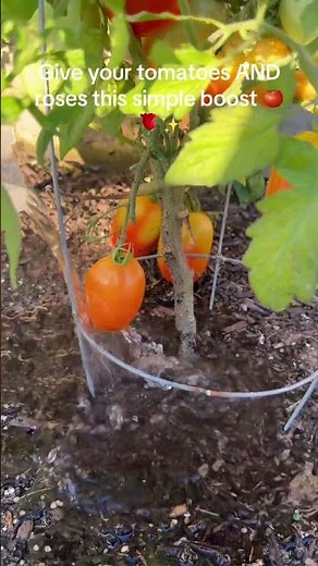 Epsom salt can help tomatoes & roses when they need a magnesium boost 🌿