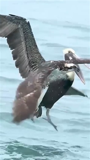 54K views · 362 reactions | incredible skill of a hawk catching fish! 礪 #WildlifeSkills #HawkFishing | TV - | Facebook