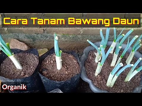 How to Plant Spring Onions - Spring Onions in Polybags/Pots