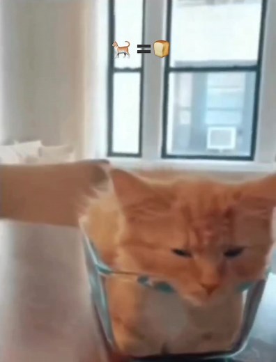 Funny Cat GIF Compilation: Holey Moley Moments